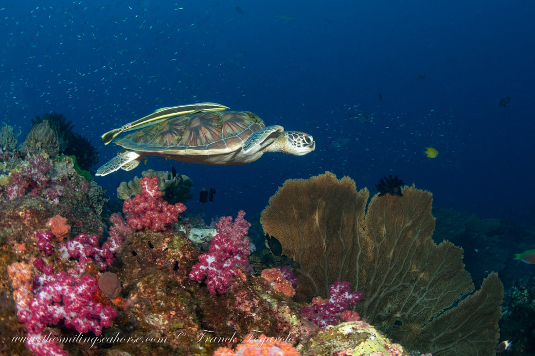 Picture of a green turtle on the colorful reef