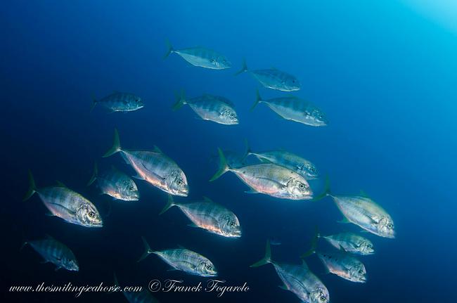 Trevallies Jack fishes Andaman Sea