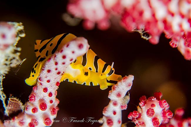 Tiger egg cowrie 