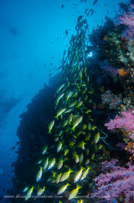 A row of Snappers on coral reef...