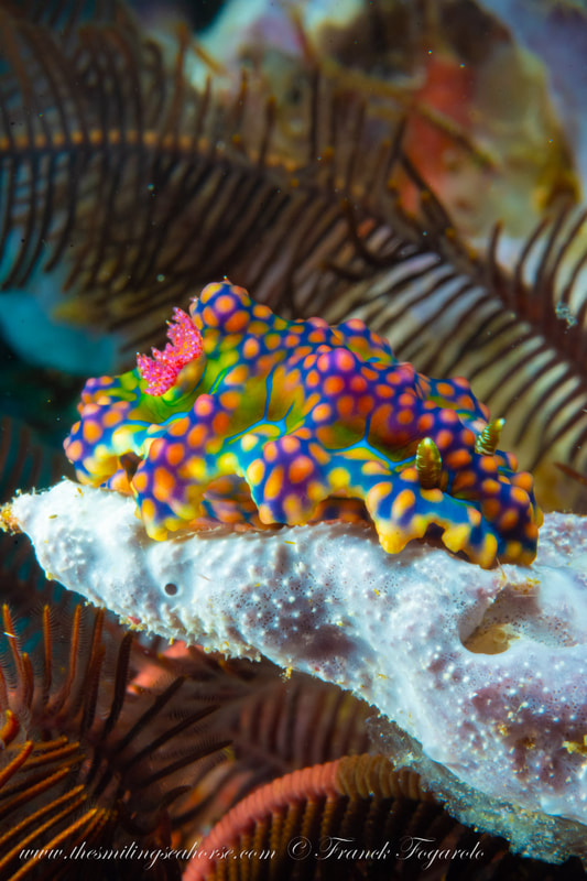 Miamira colorful nudibranch