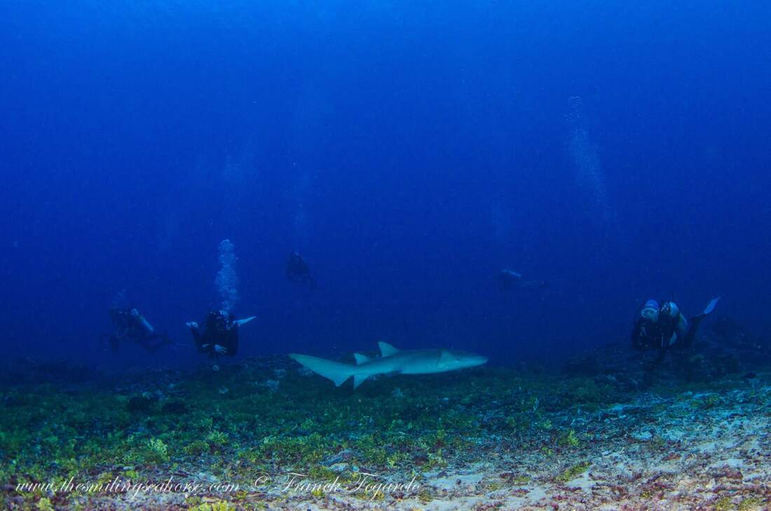 Swim with sharks at the Burma Banks