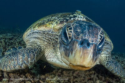 identify the head of a green turtle