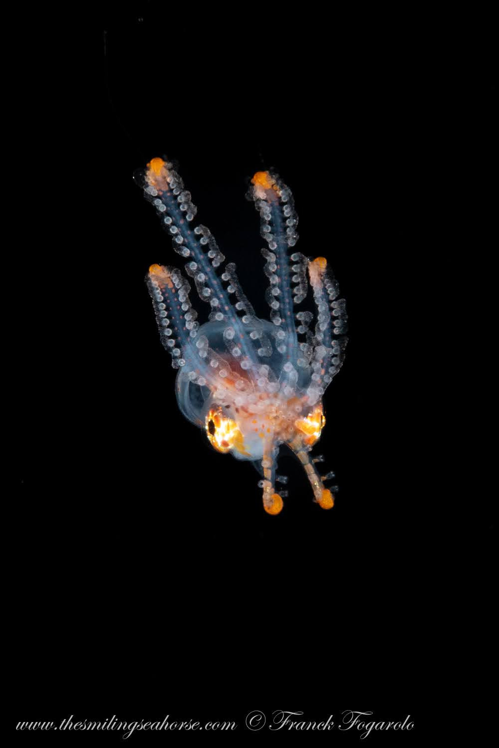 Male blanket octopus, thailand blackwater dive