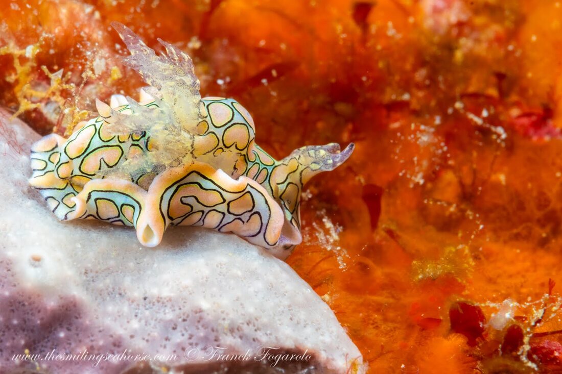 batwings sea slugs