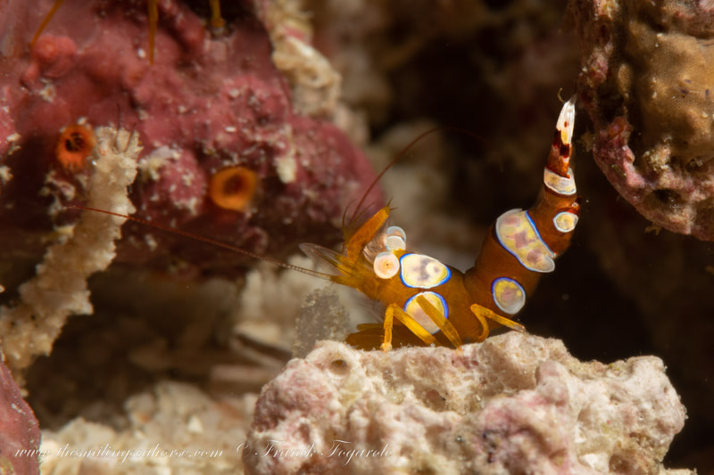 Squat shrimp on the reef