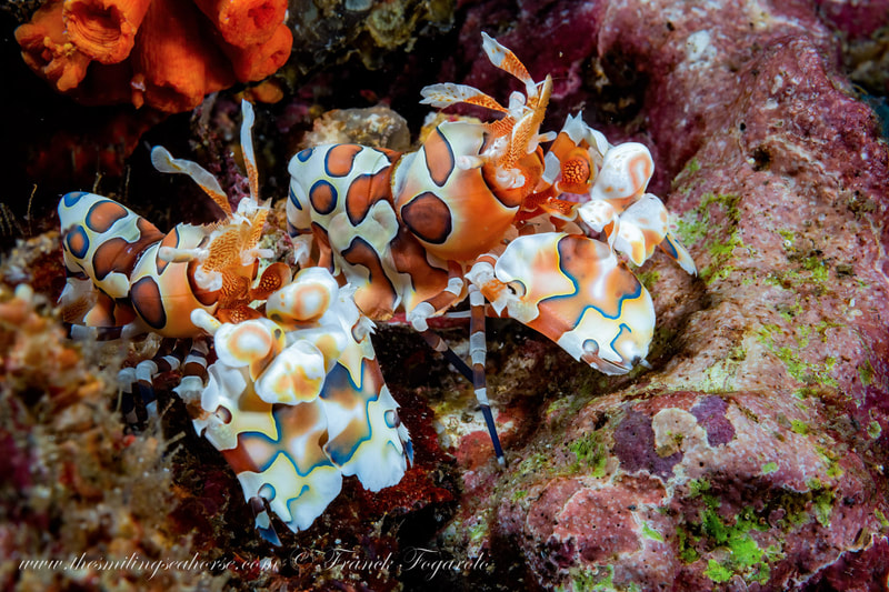 richelieu rock's pair of Harlequin shrimps on the reef