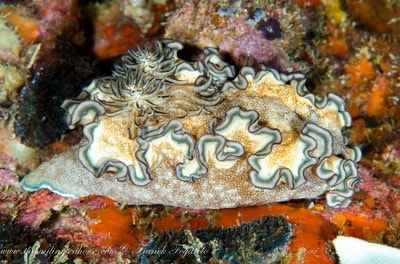 Astonishing Nudibranch