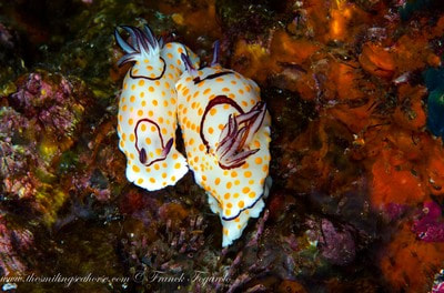 Couple of Nudibranch