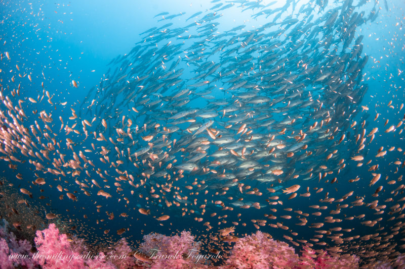 colorful reef and fish in thailand
