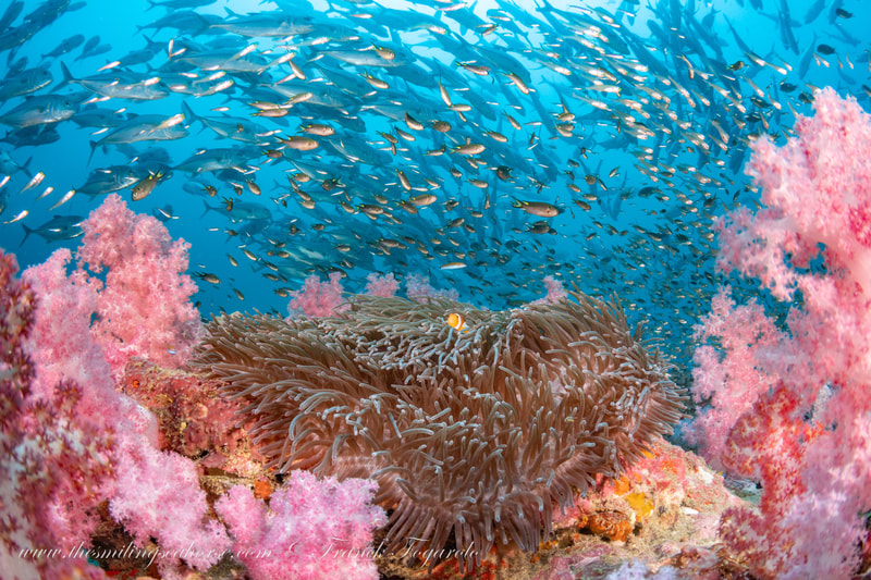 beautiful anemone scene underwater photography