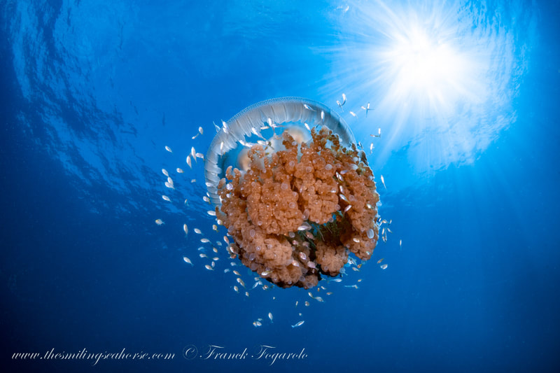 diving with jellyfish in thailand photo clinic