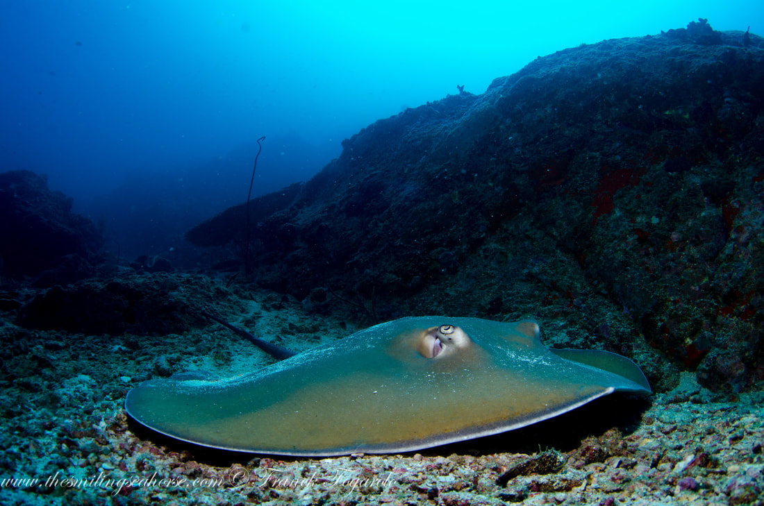 Sting ray in the Andaman Sea