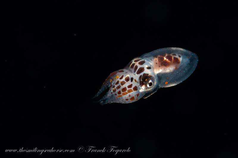 blackwater diving in Thailand pretty squid