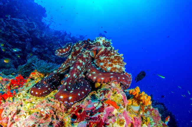 Octopus can change their skin structure