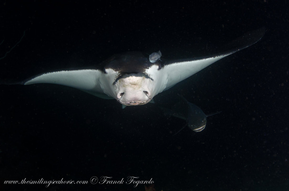 cow nose eagle ray