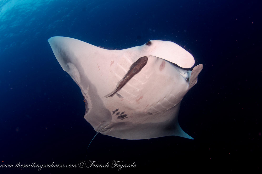 Oceanic manta ray with a shark bite