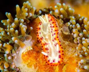 Goniobranchus setoensis, cream colored nudi with orange skirt with red dots
