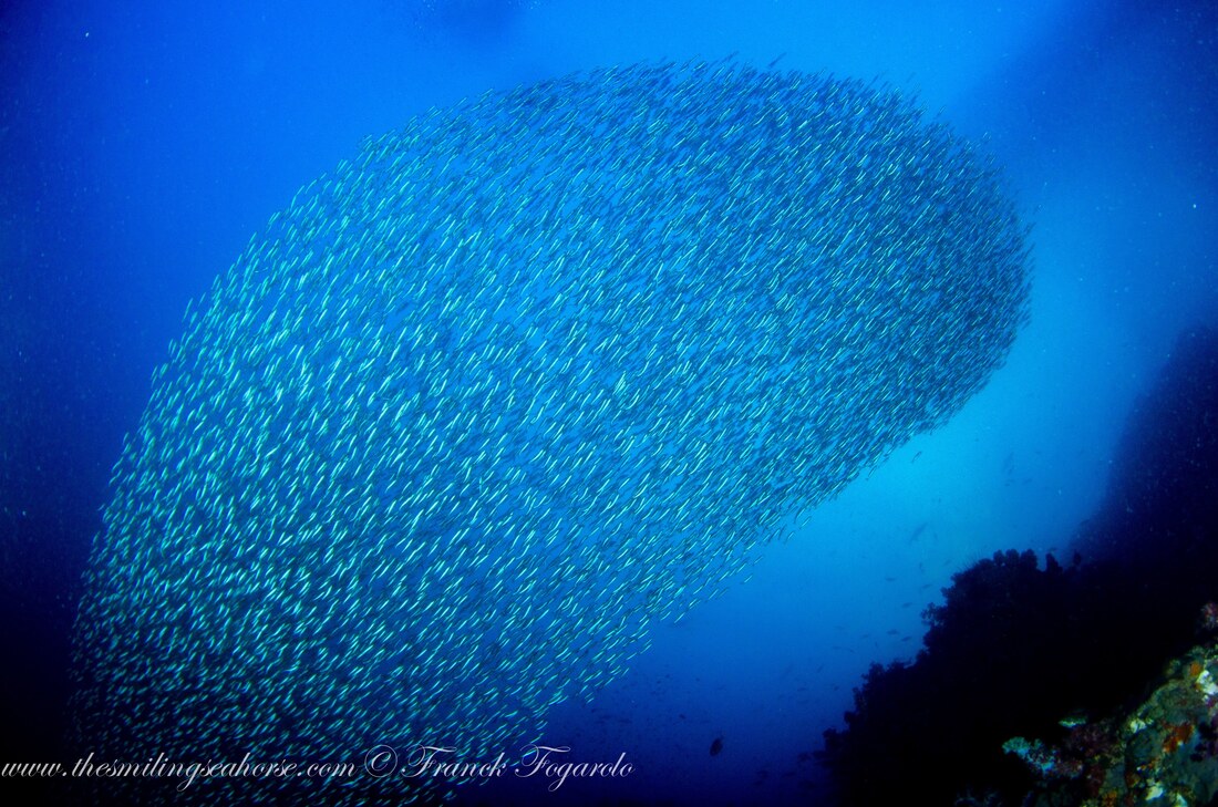 Thousands of schooling fish 