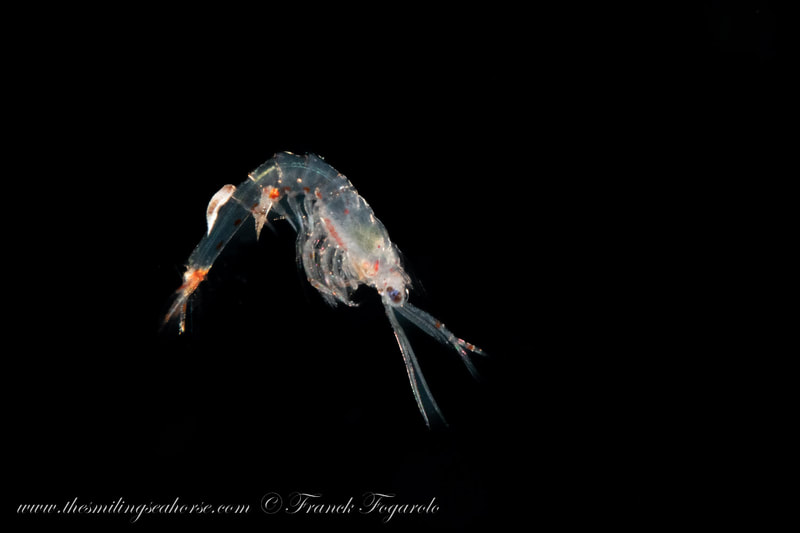 blackwater shrimp