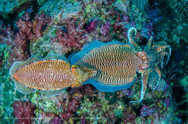 cuttlefish couple