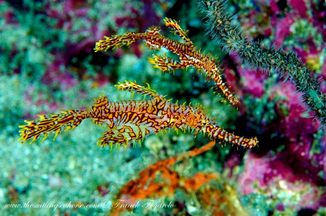 Ghost pipefishes