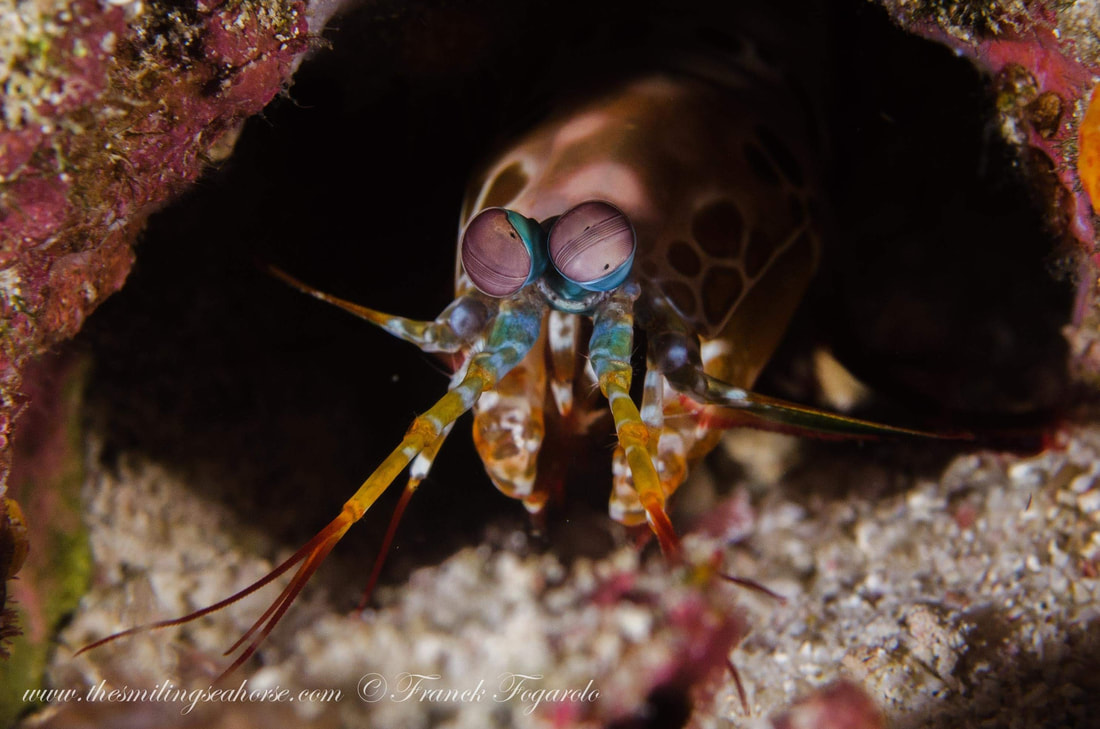 Another great Frank's shot of a peakock mantis shrimp