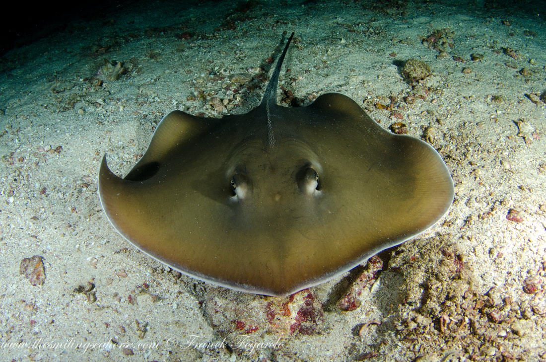 Sting ray on the seafloor of Myanmar's dive sites