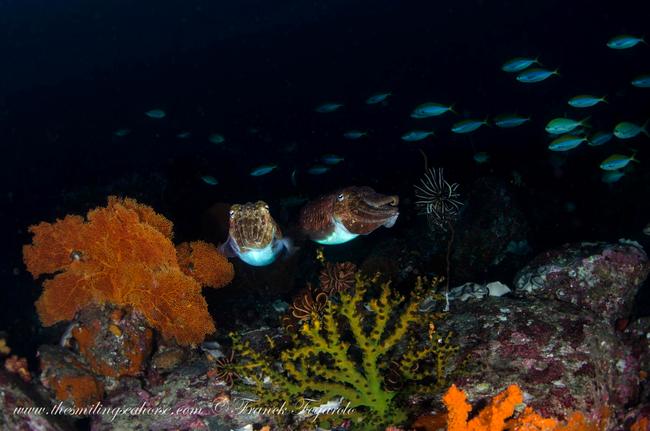 Cuttlefish and colorful coral in Burmese waters
