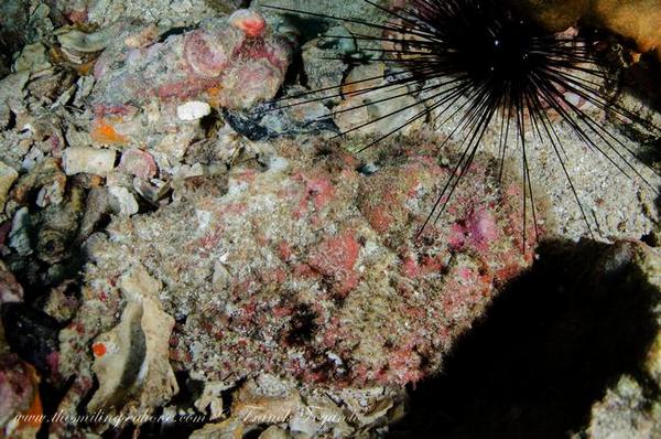 Stonefish... Can you see it?