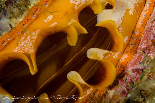 So beautiful shell in the Andaman Sea...