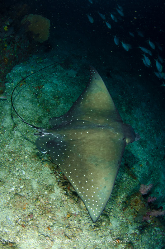 close to an eagle ray in Myanmar