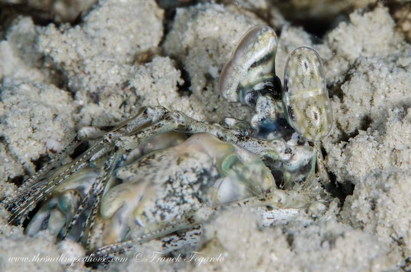 Mantis shrimp well camouflaged in the sand