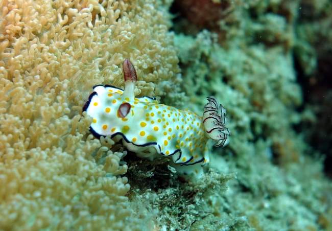​It was a nudibranch festival again...