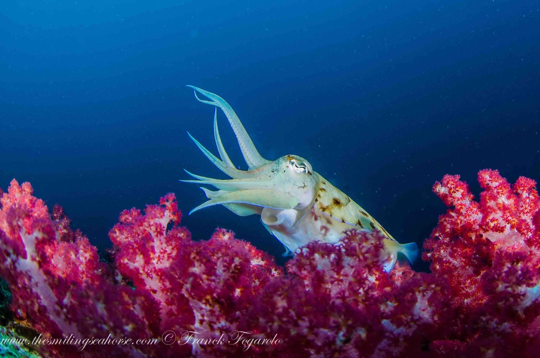 A cuttlefish in the pink soft coral reef