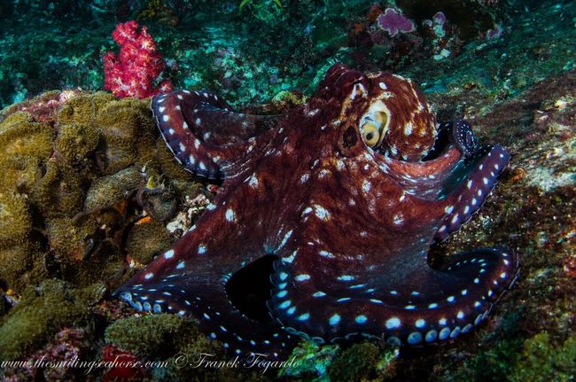 Female octopus dies after care for new generation...
