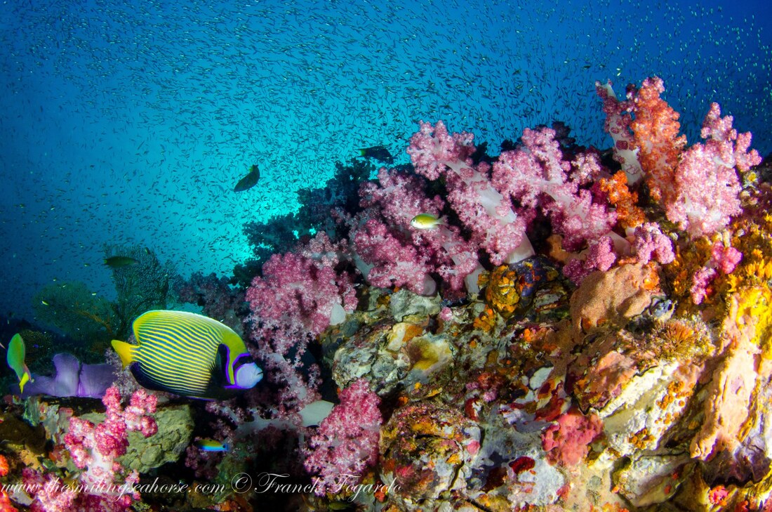 Vibrant soft corals in Mergui Archipelago