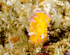 cadlinella ornatissima yellow nudibranch with pink spots