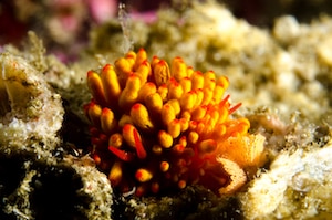 orange and red flabelina nudibranch