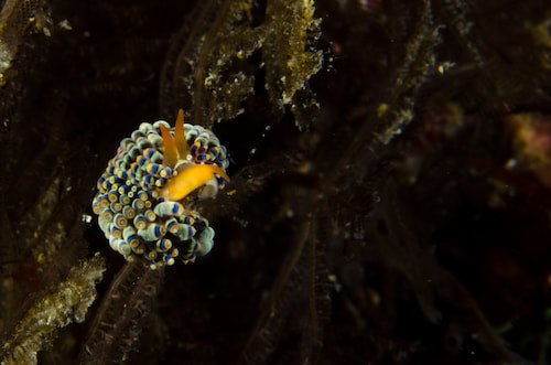 Trinchesia sp. spinky yellow and blue nudi
