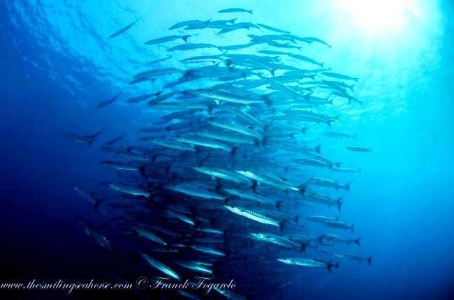 Schooling Fishes in Andaman Mergui archipelago Sea