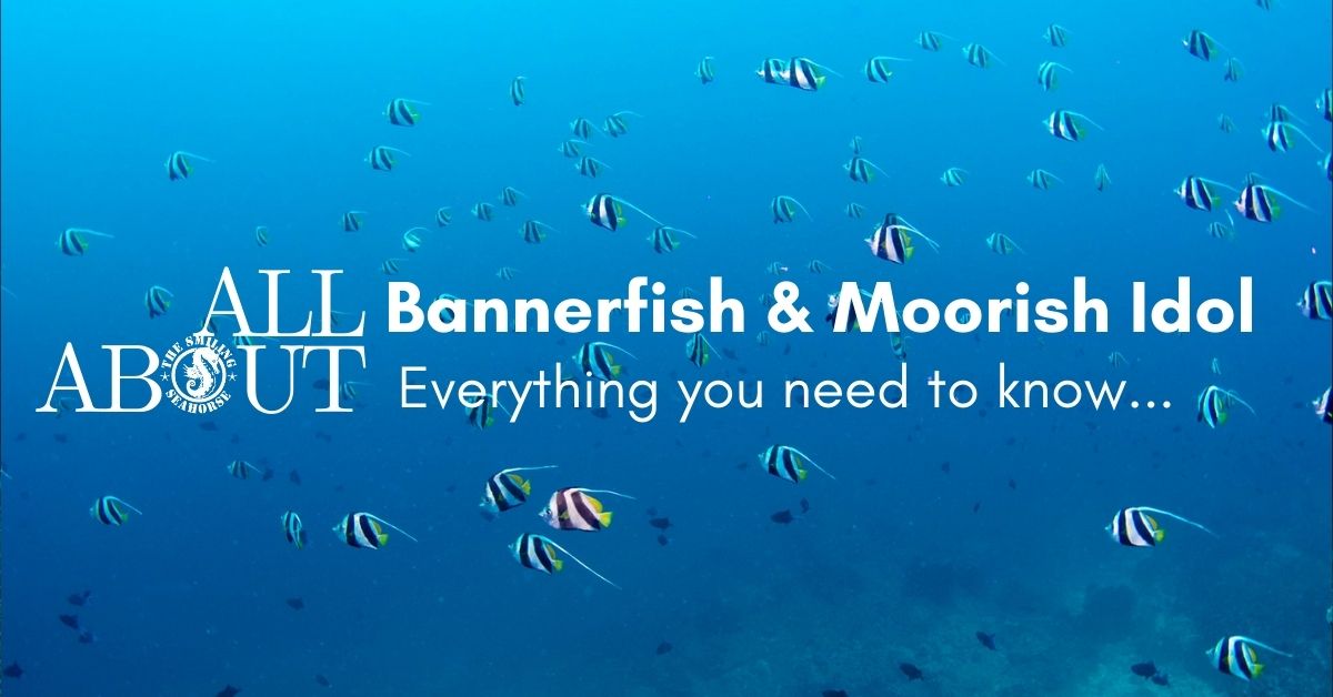 Common bannerfish vs schooling bannerfish vs moorish idol
