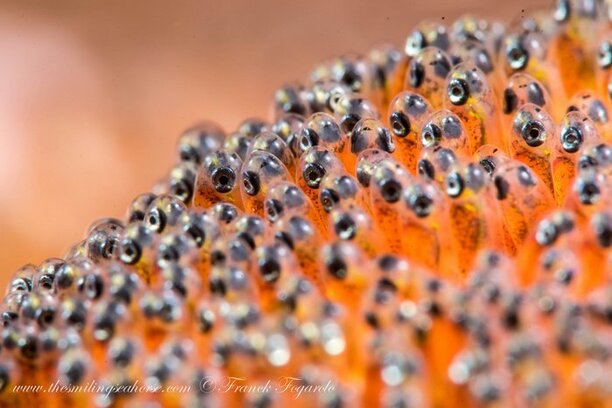 Do you see all those little eyes looking at you? Anemone fish eggs...