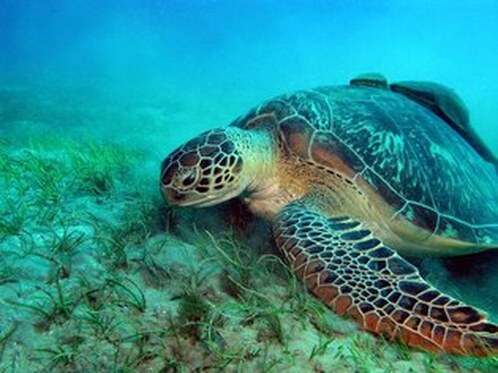 what do Green turtle eat?