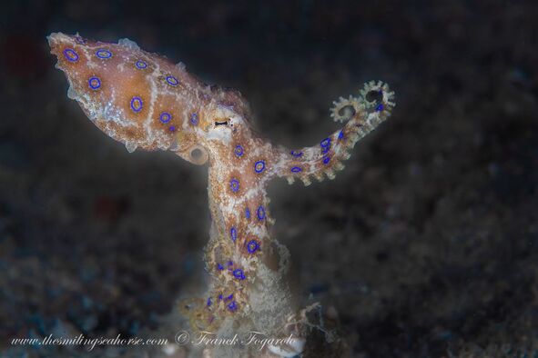 the blue-ringed octopus only live about 2 years