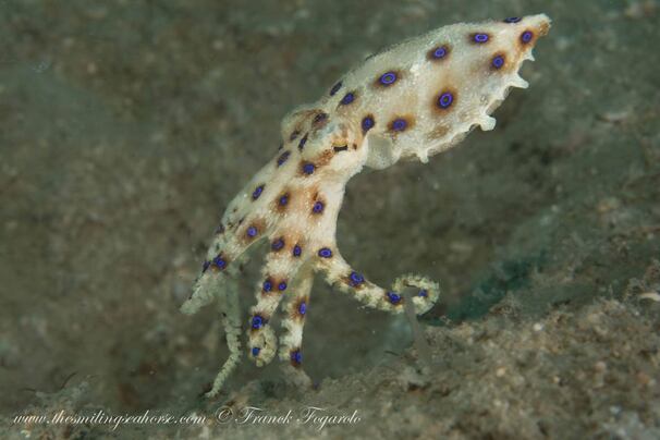 Blue-ringed octopus is small but deadly