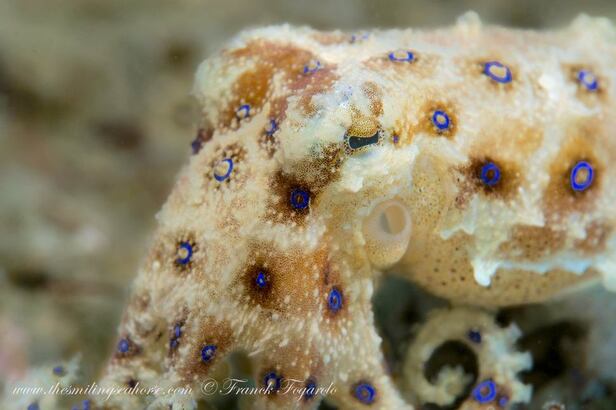 Blue-ringed octopus close up by Franck Fogarolo