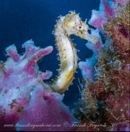 baby seahorse