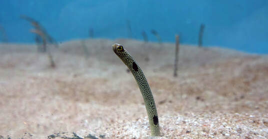 Garden eels in the sand