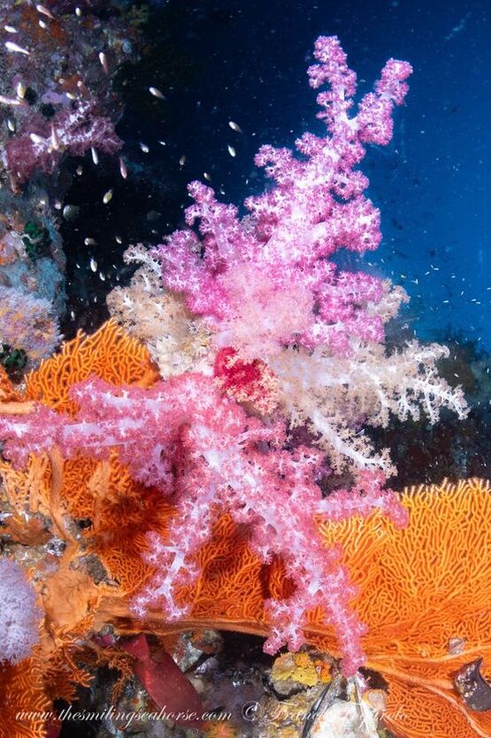 beautiful colorful soft corals in mergui archipelago myanmar